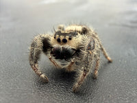 Jumper 008, Regal Jumping Spider (Phidippus regius), angled close-up showing a cream face and dark chelicerae