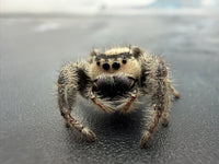 Jumper 008, Regal Jumping Spider (Phidippus regius), close front view showing a cream face and gray legs