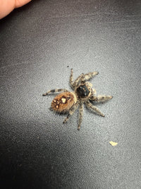 Jumper 009, Regal Jumping Spider (Phidippus regius), view from above showing a warm brown abdomen with cream spots