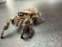 Jumper 009, Regal Jumping Spider (Phidippus regius), side-front view showing tan facial hairs and the brown abdomen