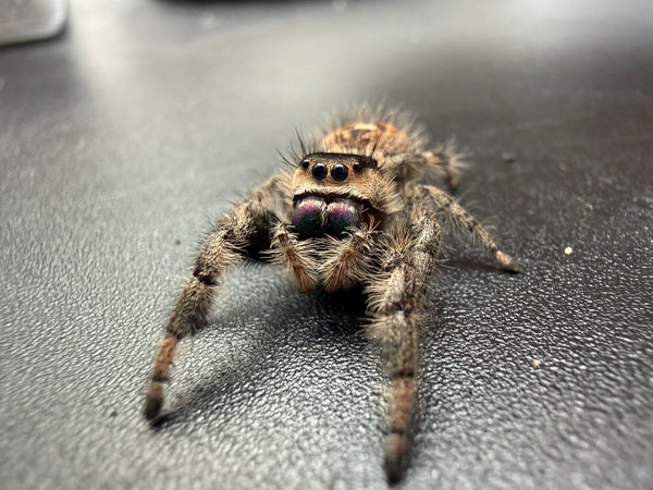 Jumper 009, Regal Jumping Spider (Phidippus regius), front view showing tan facial hairs and pink-purple chelicerae
