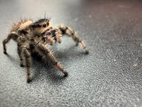 Jumper 009, Regal Jumping Spider (Phidippus regius), angled front view showing tan facial hairs and gray-brown legs