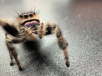 Jumper 009, Regal Jumping Spider (Phidippus regius), angled close-up showing pink-purple chelicerae and raised front leg