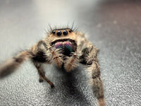 Jumper 009, Regal Jumping Spider (Phidippus regius), close front view showing pink-purple chelicerae and tan facial hairs