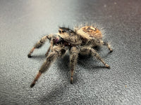 Jumper 009, Regal Jumping Spider (Phidippus regius), side view showing the brown abdomen and cream markings