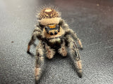 Regal Jumping Spider (Phidippus regius) 010