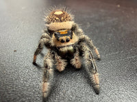 Jumper 010, Regal Jumping Spider (Phidippus regius), front view showing a cream face, orange eye band and green chelicerae