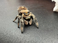 Jumper 010, Regal Jumping Spider (Phidippus regius), front view of its cream face and pale leg hairs