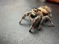 Jumper 010, Regal Jumping Spider (Phidippus regius), angled front view showing green chelicerae and banded legs