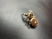 Jumper 010, Regal Jumping Spider (Phidippus regius), view from above showing a dark brown abdomen with cream spots