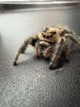 Regal Jumping Spider (Phidippus regius) 011