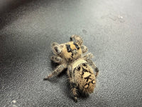 Jumper 011, Regal Jumping Spider (Phidippus regius), view from above showing tan hairs and a mottled abdomen