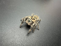 Jumper 011, Regal Jumping Spider (Phidippus regius), front view showing tan and gray coloring