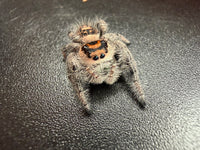 Jumper 012, Regal Jumping Spider (Phidippus regius), front view showing an orange and black face band and gray hairs
