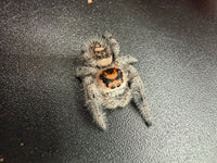 Jumper 012, Regal Jumping Spider (Phidippus regius), front view from above showing the orange face band and abdominal markings