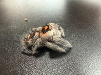 Jumper 012, Regal Jumping Spider (Phidippus regius), side view showing gray body hairs and orange face markings