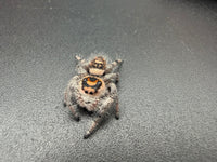Jumper 012, Regal Jumping Spider (Phidippus regius), front view on a dark surface