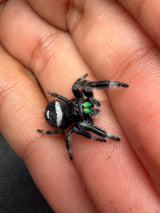 Regal Jumping Spider (Phidippus regius) 013
