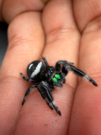 Jumper 013, Regal Jumping Spider (Phidippus regius), angled view on a hand showing green chelicerae and the white-banded abdomen