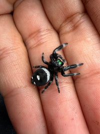Jumper 013, Regal Jumping Spider (Phidippus regius), view from above showing the white abdominal band and spots