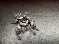 Jumper 014, Regal Jumping Spider (Phidippus regius), front view from above showing cream and black markings