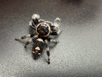 Jumper 014, Regal Jumping Spider (Phidippus regius), view from above showing a black abdomen with a cream band and spots