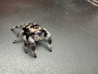 Jumper 014, Regal Jumping Spider (Phidippus regius), front three-quarter view showing purple chelicerae