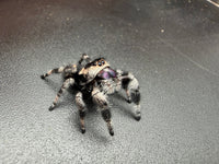 Jumper 014, Regal Jumping Spider (Phidippus regius), angled view showing the cream face and dark body