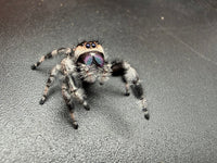 Jumper 014, Regal Jumping Spider (Phidippus regius), front view showing purple-blue chelicerae and banded legs