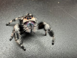 Regal Jumping Spider (Phidippus regius) 014