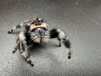 Jumper 014, Regal Jumping Spider (Phidippus regius), close front view showing a cream face and purple chelicerae
