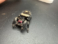 Jumper 015, Regal Jumping Spider (Phidippus regius), front view from above showing the cream abdominal band