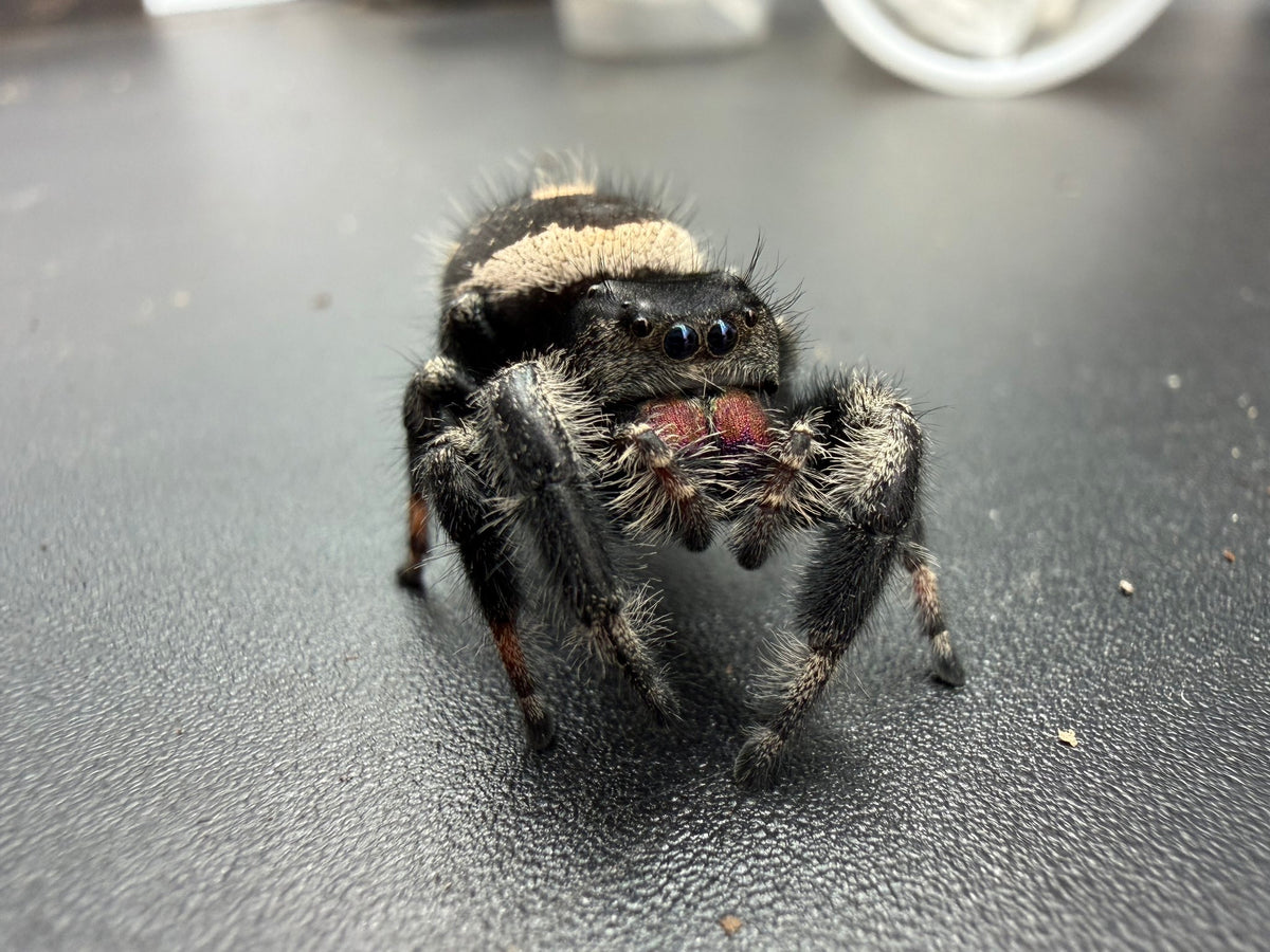 Jumper 015, Regal Jumping Spider (Phidippus regius), front view showing a black body, cream band and pink chelicerae
