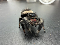 Jumper 015, Regal Jumping Spider (Phidippus regius), front view showing a black body, cream band and pink chelicerae