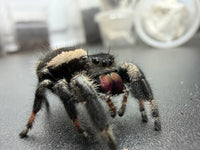Jumper 015, Regal Jumping Spider (Phidippus regius), close side-front view showing magenta chelicerae and the cream band