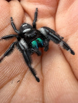 Regal Jumping Spider (Phidippus regius) 016