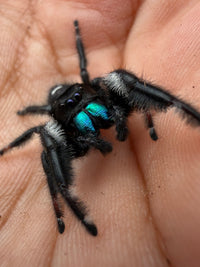 Jumper 016, Regal Jumping Spider (Phidippus regius), close front view showing iridescent teal chelicerae