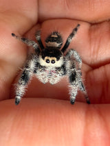 Regal Jumping Spider (Phidippus regius) 017