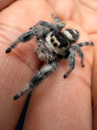 Jumper 017, Regal Jumping Spider (Phidippus regius), angled view showing cream face bands and banded gray legs