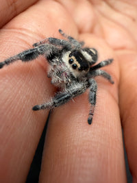 Jumper 017, Regal Jumping Spider (Phidippus regius), side-front view on a fingertip showing black and cream markings