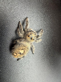 Jumper 018, Regal Jumping Spider (Phidippus regius), view from above showing a golden-tan abdomen with cream spots