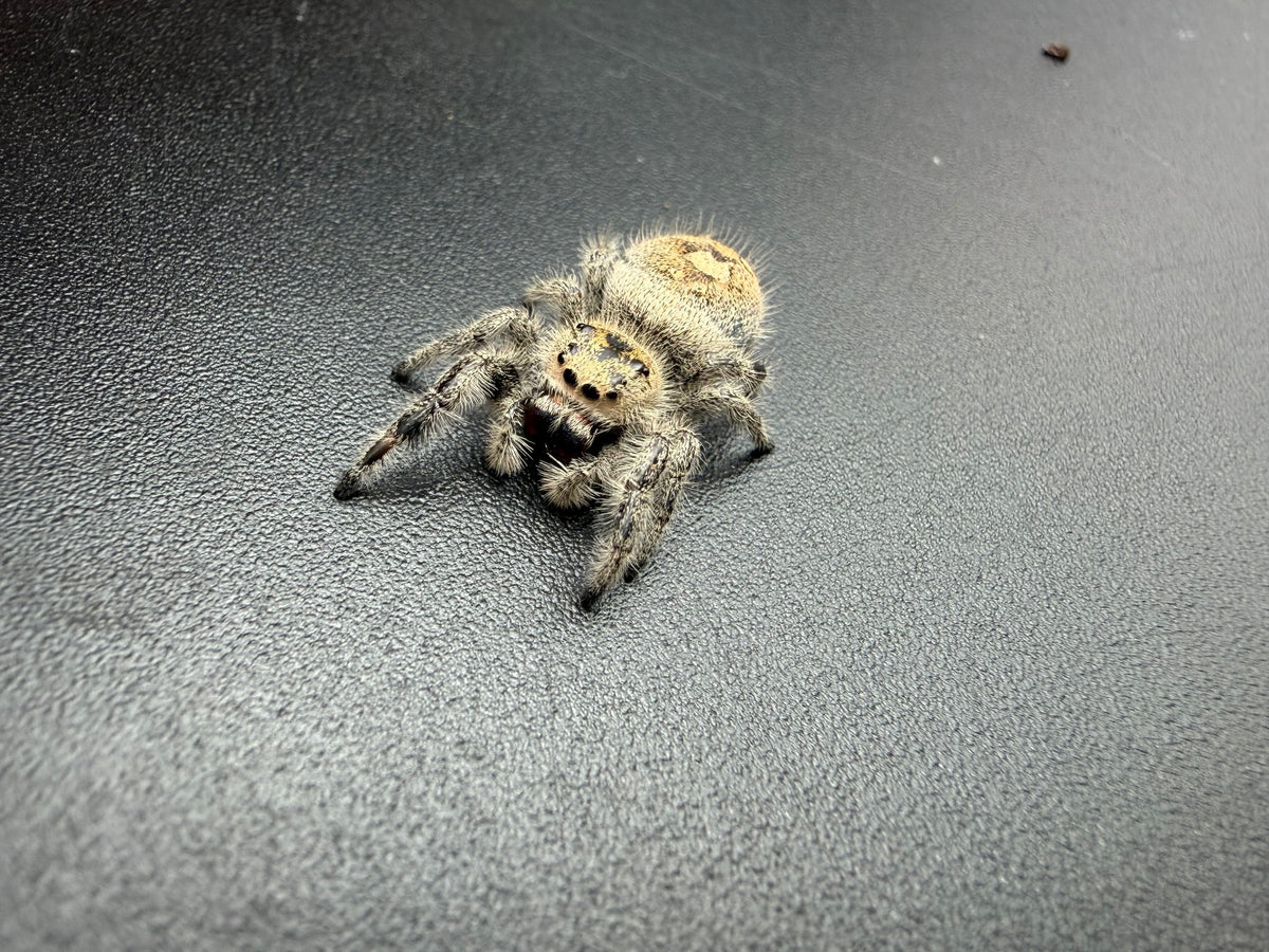 Jumper 018, Regal Jumping Spider (Phidippus regius), front view showing golden-tan hairs