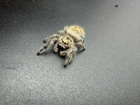Jumper 018, Regal Jumping Spider (Phidippus regius), front view showing golden-tan hairs