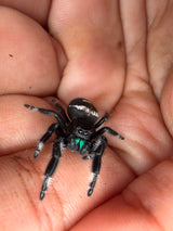 Regal Jumping Spider (Phidippus regius) 019
