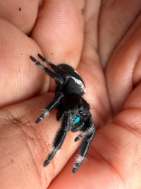 Jumper 019, Regal Jumping Spider (Phidippus regius), side view showing the black body and white abdominal stripe