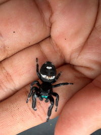 Jumper 019, Regal Jumping Spider (Phidippus regius), view from above showing the white abdominal band and spot