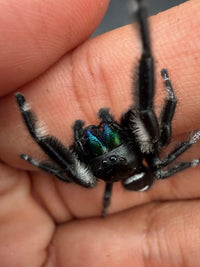 Jumper 020, Regal Jumping Spider (Phidippus regius), close view showing iridescent green-blue chelicerae