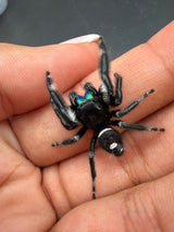 Regal Jumping Spider (Phidippus regius) 020
