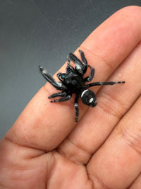 Jumper 020, Regal Jumping Spider (Phidippus regius), view from above on a finger showing the white abdominal band and spot