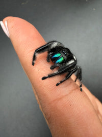 Jumper 020, Regal Jumping Spider (Phidippus regius), on a fingertip showing iridescent chelicerae and white leg fringes
